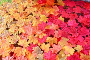 別小江神社、9月、紅葉、名古屋市北区の観光・撮影スポットの画像と写真