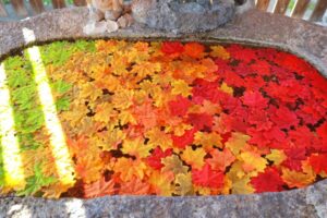 別小江神社、9月、紅葉、名古屋市北区の観光・撮影スポットの画像と写真