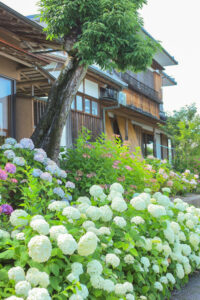 弓削寺、あじさい、岐阜県揖斐郡の観光・撮影スポットの画像と写真