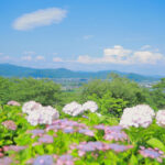 弓削寺、あじさい、岐阜県揖斐郡の観光・撮影スポットの画像と写真