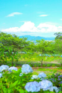 弓削寺、あじさい、岐阜県揖斐郡の観光・撮影スポットの画像と写真