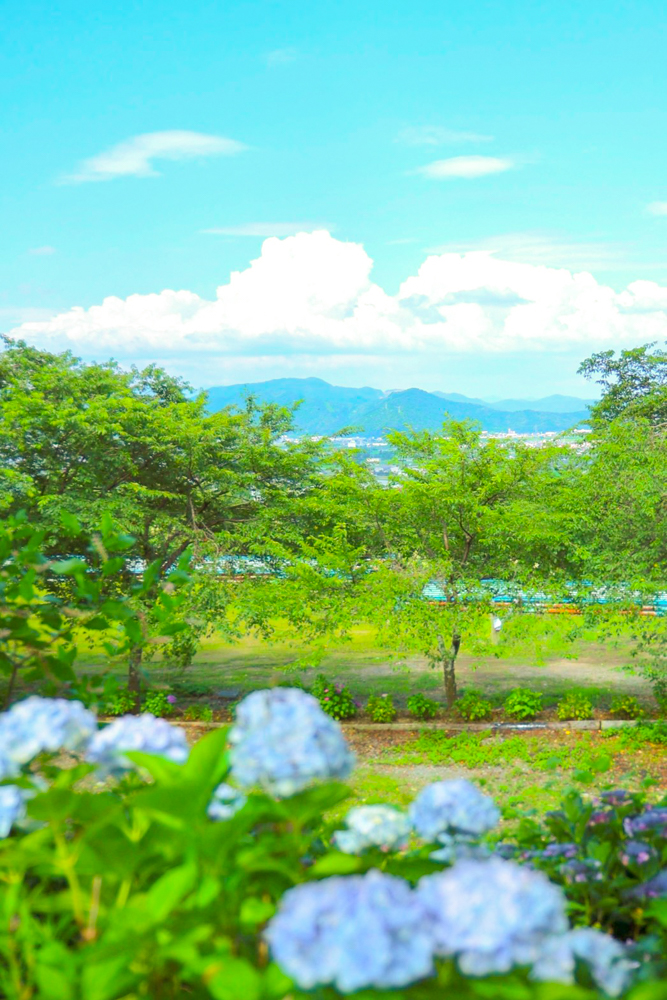 弓削寺、あじさい、岐阜県揖斐郡の観光・撮影スポットの画像と写真