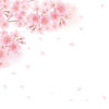 四季桜イラスト