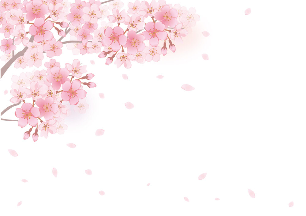 四季桜イラスト