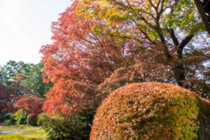 どうだん亭、紅葉、11月秋の名所、愛知県尾張旭市の観光・撮影スポットの名所