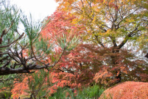 どうだん亭、紅葉、11月秋の名所、愛知県尾張旭市の観光・撮影スポットの名所