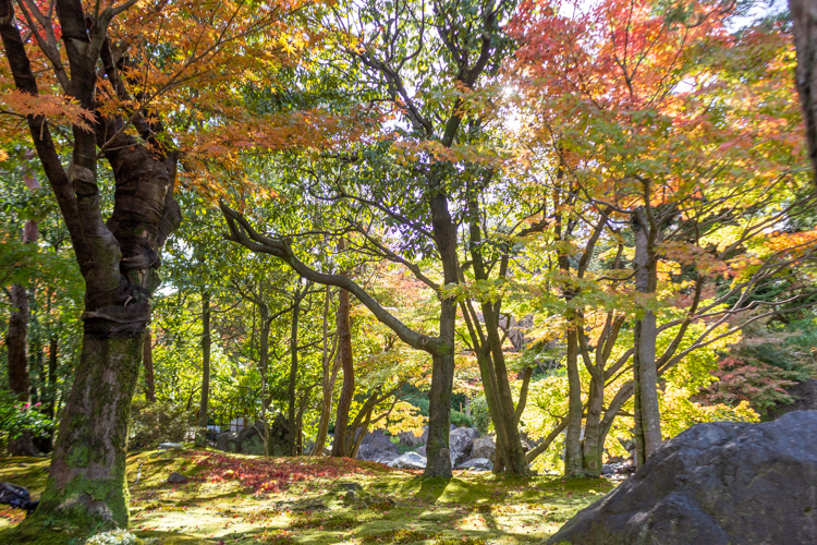 白鳥庭園、紅葉、11月、秋、名古屋市熱田区の観光・撮影スポットの画像と写真