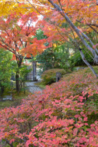白鳥庭園、紅葉、11月、秋、名古屋市熱田区の観光・撮影スポットの画像と写真