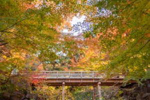 徳川園、龍仙湖、紅葉、秋、11月、名古屋市東区の観光・撮影スポットの画像と写真
