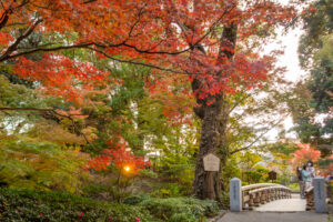 徳川園、龍仙湖、紅葉、秋、11月、名古屋市東区の観光・撮影スポットの画像と写真