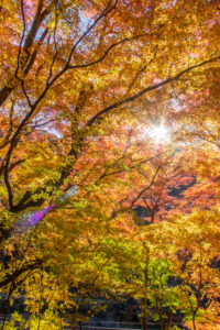 愛岐トンネル、紅葉、11月秋、愛知県春日井市の観光・撮影スポットの名所