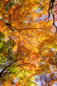 愛岐トンネル、紅葉、11月秋、愛知県春日井市の観光・撮影スポットの名所