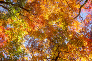 愛岐トンネル、紅葉、11月秋、愛知県春日井市の観光・撮影スポットの名所