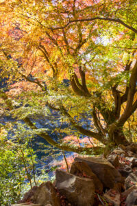 愛岐トンネル、紅葉、11月秋、愛知県春日井市の観光・撮影スポットの名所