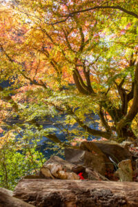 愛岐トンネル、紅葉、11月秋、愛知県春日井市の観光・撮影スポットの名所