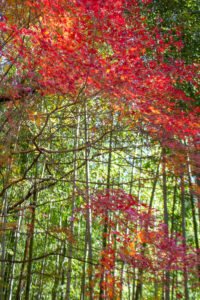 愛岐トンネル、紅葉、11月秋、愛知県春日井市の観光・撮影スポットの名所