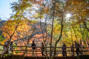 愛岐トンネル、紅葉、11月秋、愛知県春日井市の観光・撮影スポットの名所