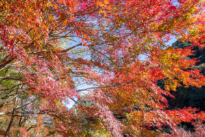 愛岐トンネル、紅葉、11月秋、愛知県春日井市の観光・撮影スポットの名所