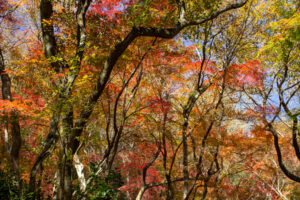 愛岐トンネル、紅葉、11月秋、愛知県春日井市の観光・撮影スポットの名所
