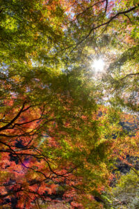 愛岐トンネル、紅葉、11月秋、愛知県春日井市の観光・撮影スポットの名所