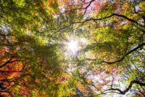 愛岐トンネル、紅葉、11月秋、愛知県春日井市の観光・撮影スポットの名所
