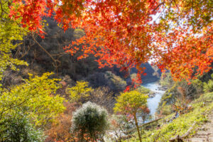 愛岐トンネル、紅葉、11月秋、愛知県春日井市の観光・撮影スポットの名所