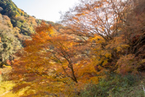 愛岐トンネル、紅葉、11月秋、愛知県春日井市の観光・撮影スポットの名所