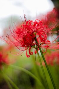 彼岸花の撮影方法（一眼レフ・ミラーレス）10月秋の花の撮影方法