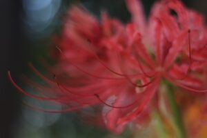 彼岸花の撮影方法（一眼レフ・ミラーレス）10月秋の花の撮影方法
