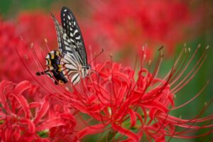 彼岸花の撮影方法（一眼レフ・ミラーレス）10月秋の花の撮影方法