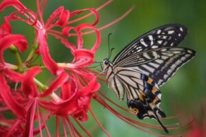 彼岸花の撮影方法（一眼レフ・ミラーレス）10月秋の花の撮影方法