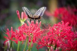 彼岸花の撮影方法（一眼レフ・ミラーレス）10月秋の花の撮影方法