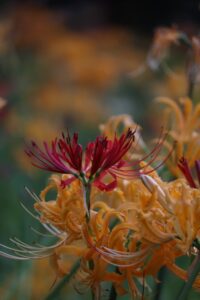 彼岸花の撮影方法（一眼レフ・ミラーレス）10月秋の花の撮影方法
