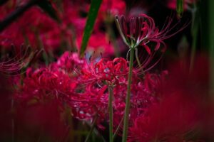 彼岸花の撮影方法（一眼レフ・ミラーレス）10月秋の花の撮影方法