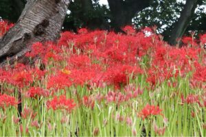 彼岸花の撮影方法（一眼レフ・ミラーレス）10月秋の花の撮影方法
