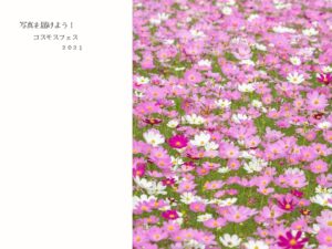 コスモスフェス2021