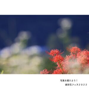 彼岸花フェス2022