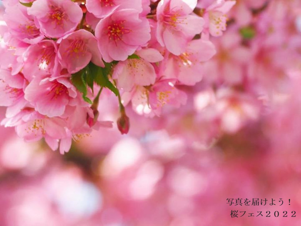 桜フェス2022