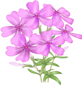 芝桜イラスト