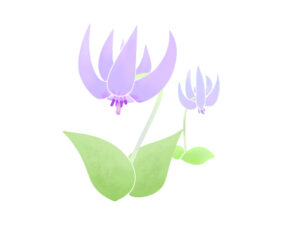 カタクリイラスト