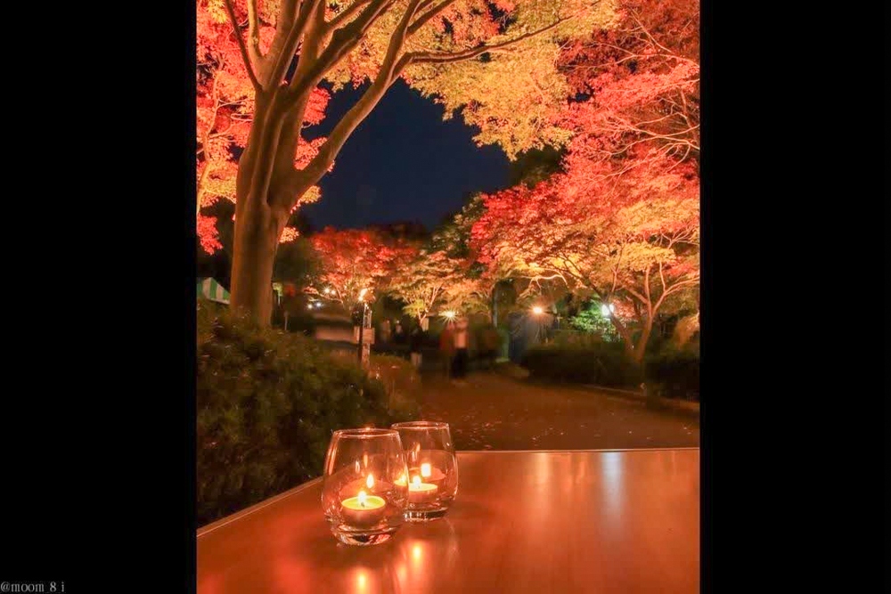 愛知県緑化センター、紅葉、ライトアップ、11月秋、愛知県豊田市の観光・撮影スポットの名所