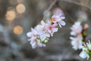 愛知県緑化センター、桜、11月秋、愛知県豊田市の観光・撮影スポットの名所
