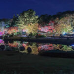愛知県緑化センター、紅葉、ライトアップ、11月秋、愛知県豊田市の観光・撮影スポットの名所