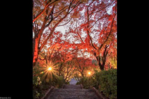 愛知県緑化センター、紅葉、ライトアップ、11月秋、愛知県豊田市の観光・撮影スポットの名所