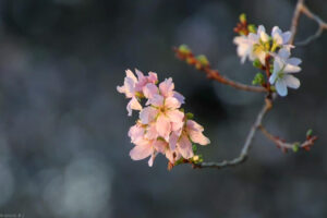 愛知県緑化センター、桜、11月秋、愛知県豊田市の観光・撮影スポットの名所