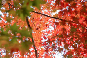 愛知県緑化センター、紅葉、11月秋、愛知県豊田市の観光・撮影スポットの名所