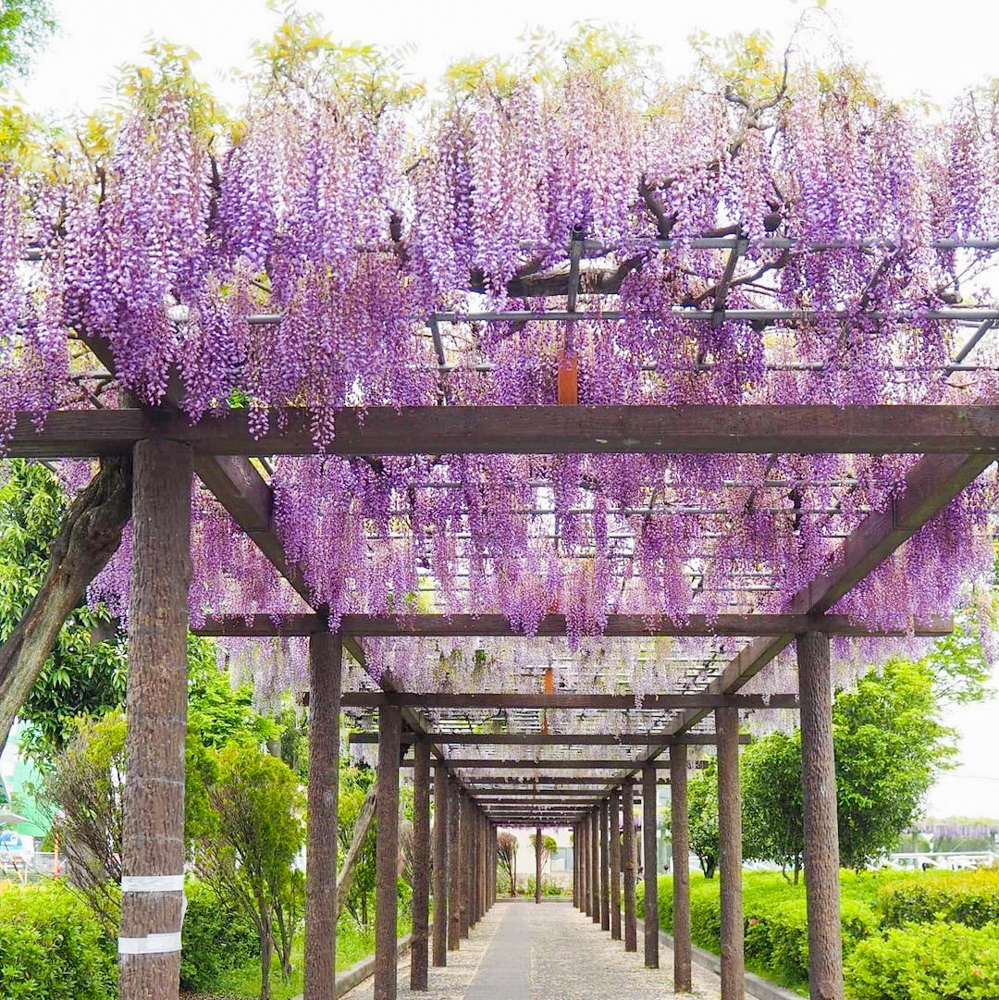 赤坂スポーツ公園、藤棚、5月夏の花、岐阜県各務原市の観光・撮影スポットの画像と写真