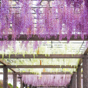 赤坂スポーツ公園、藤棚、5月夏の花、岐阜県各務原市の観光・撮影スポットの画像と写真