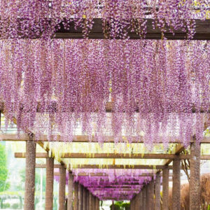 赤坂スポーツ公園、藤棚、5月夏の花、岐阜県各務原市の観光・撮影スポットの画像と写真