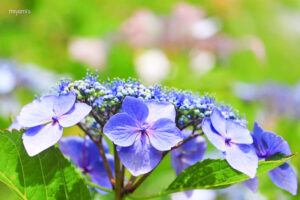 穴虫の郷、あじさい、6月夏の花、三重県亀山市の観光・撮影スポットの名所